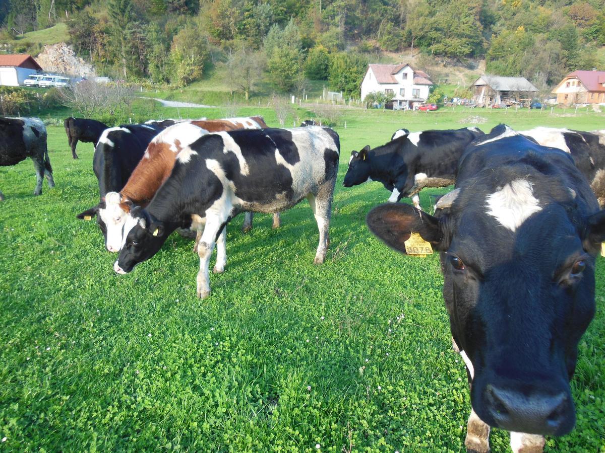 Herberg Sport Center Prodnik 4*